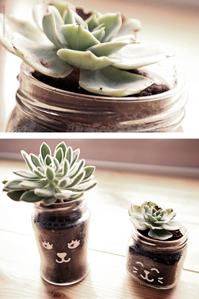 suculentas_2