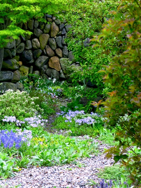 Door-to-the-Secret-Garden-in-May-ⓒ-Michaela-thegardenerseden