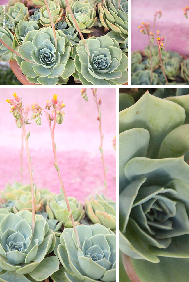 echeveria_2