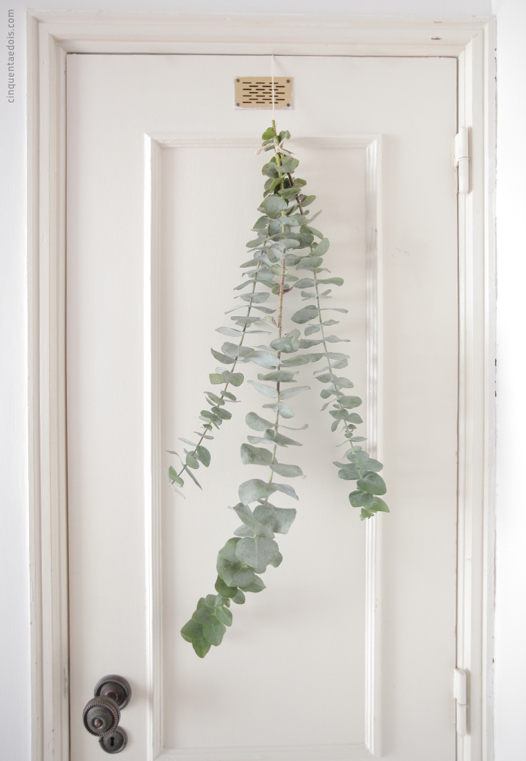 eucalyptus_4