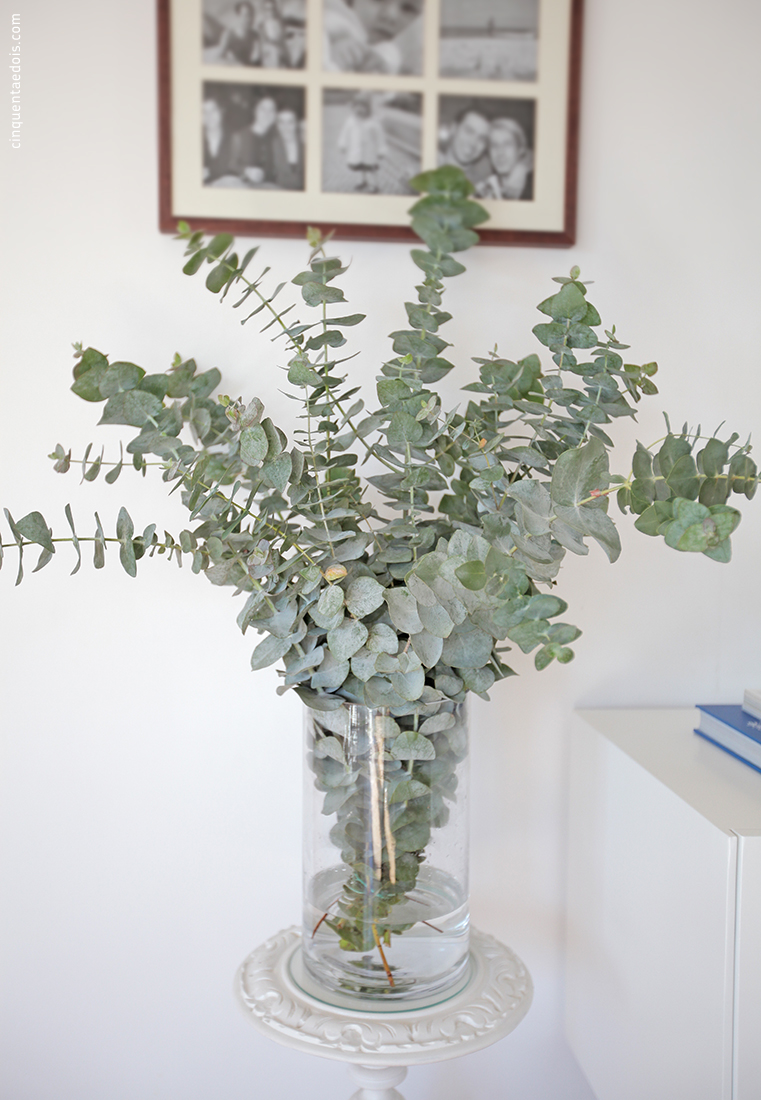 eucalyptus_8